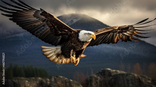 bald eagle in flight © Nabeel