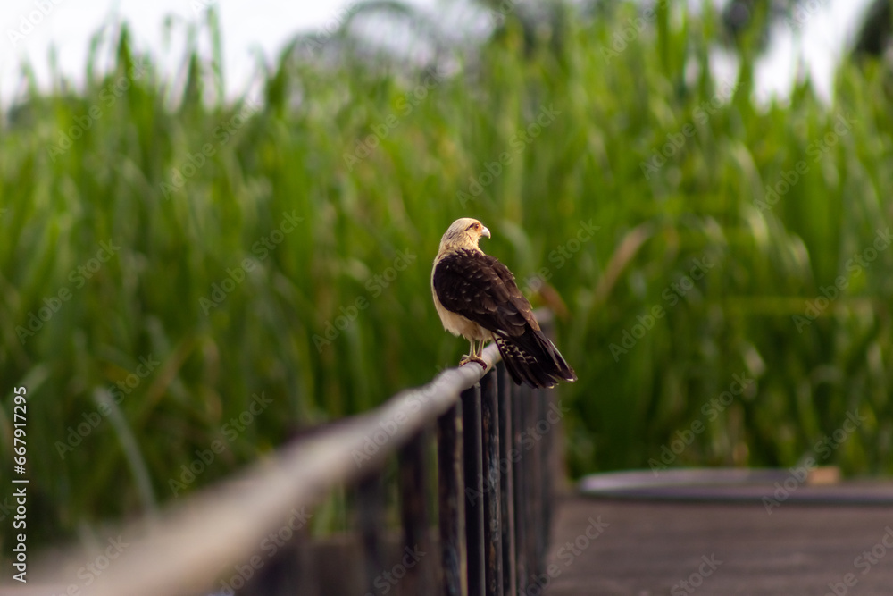 Obraz premium little cute gavilan bird in Venezuela
