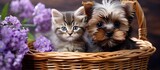 Yorkshire terrier and kitten sit in basket amongst lilacs