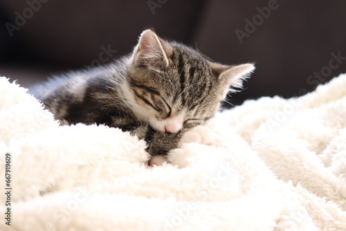 Fotografie lovely kitten