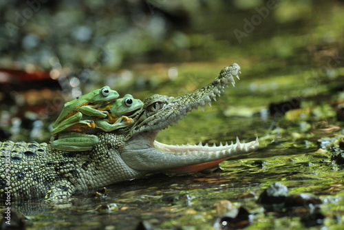 a crocodile, a frog, a crocodile and two cute frogs on his head 