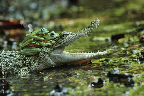 a crocodile, a frog, a crocodile and two cute frogs on his head 