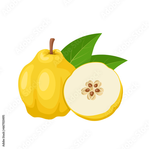 Vector illustration, quince fruit or Cydonia oblonga, isolated on white background.
