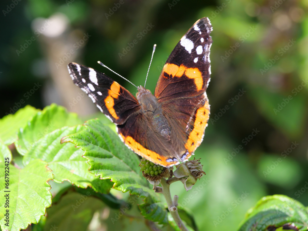 Ein Admiral Schmetterling Vanenessa atalanta sitzt auf gründen Blättern und wärmt sich im Sonnenschein auf Ein Admiral Schmetterling Vanenessa atalanta sitzt auf gründen Blättern und wärmt sich im Sonnenschein auf