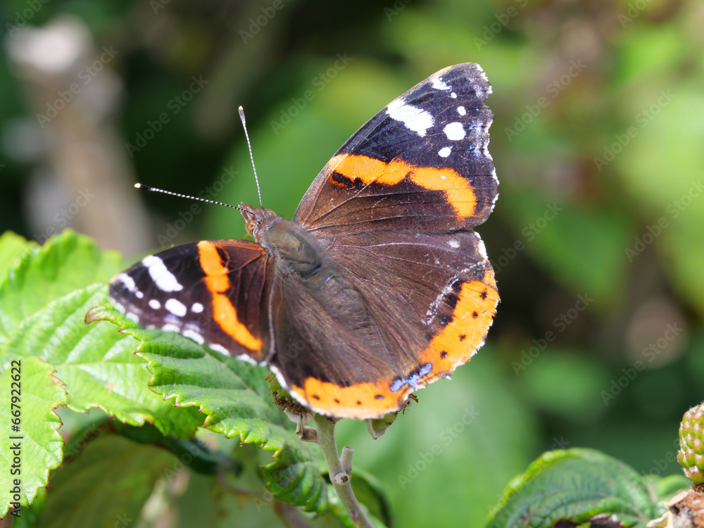Ein Admiral Schmetterling Vanenessa atalanta sitzt auf gründen Blättern und wärmt sich im Sonnenschein auf Ein Admiral Schmetterling Vanenessa atalanta sitzt auf gründen Blättern und wärmt sich im Sonnenschein auf