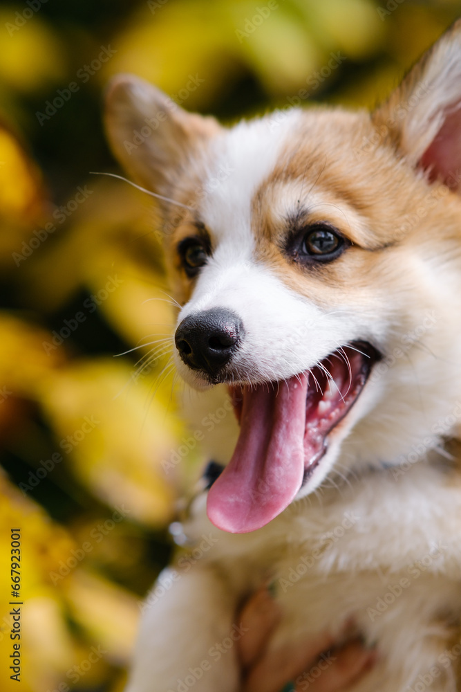 Portrait of a small Pembroke Welsh Corgi puppy posing with his mouth open and tongue hanging out. Against the background of autumn trees with yellow leaves. Cheerful, mischievous dog Portrait of a small Pembroke Welsh Corgi puppy posing with his mouth open and tongue hanging out. Against the background of autumn trees with yellow leaves. Cheerful, mischievous dog