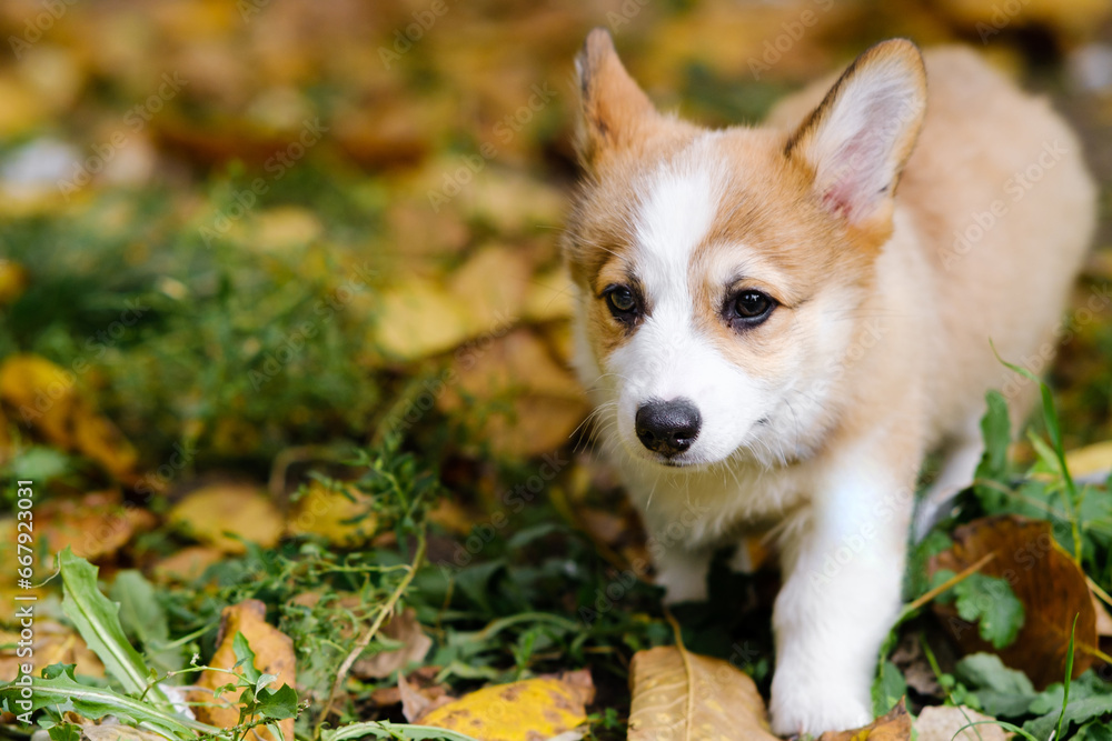 Small Pembroke Welsh Corgi puppy walks in the leaves of an autumn park. Cheerful, mischievous dog. Care concept, animal life, health, exhibitions, dog breeds Small Pembroke Welsh Corgi puppy walks in the leaves of an autumn park. Cheerful, mischievous dog. Care concept, animal life, health, exhibitions, dog breeds