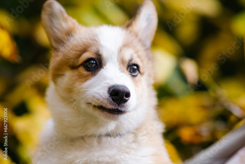 Portrait of a small Pembroke Welsh Corgi puppy posing against the background of autumn trees with yellow leaves. Cheerful, mischievous dog. Concept of care, animal life, health, show, dog breed