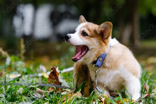 Little Pembroke Welsh Corgi puppy posing with his mouth open in the park. Smiles showing his teeth. Cheerful, mischievous dog. Care concept, animal life, health, exhibitions, dog breeds