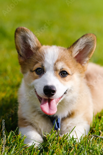 Portrait of a small Pembroke Welsh Corgi puppy on the green grass on a sunny day. Smiles and looks at the camera. Cheerful, mischievous dog. Care concept, animal life, health, exhibitions, dog breeds