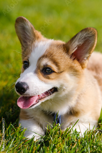 Portrait of a small Pembroke Welsh Corgi puppy on the green grass on a sunny day. Smiles and looks away. Cheerful, mischievous dog. Care concept, animal life, health, exhibitions, dog breeds