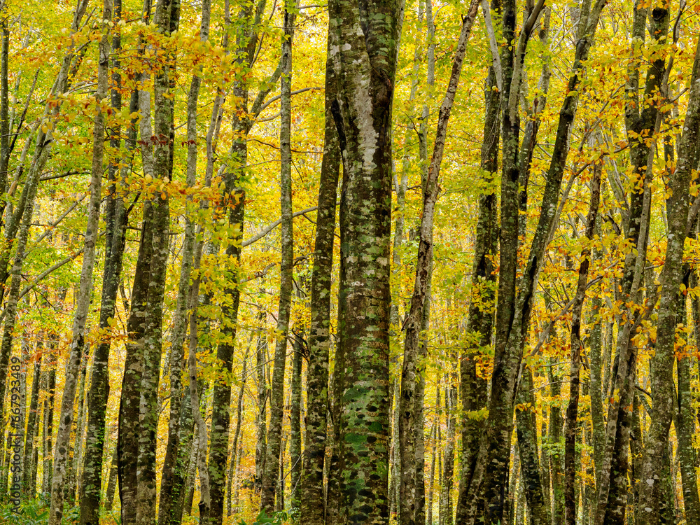 Beech Trees in Autumn Beech Trees in Autumn