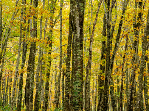 Beech Trees in Autumn
