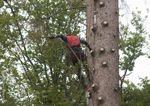 aborist working at height during tree care photo