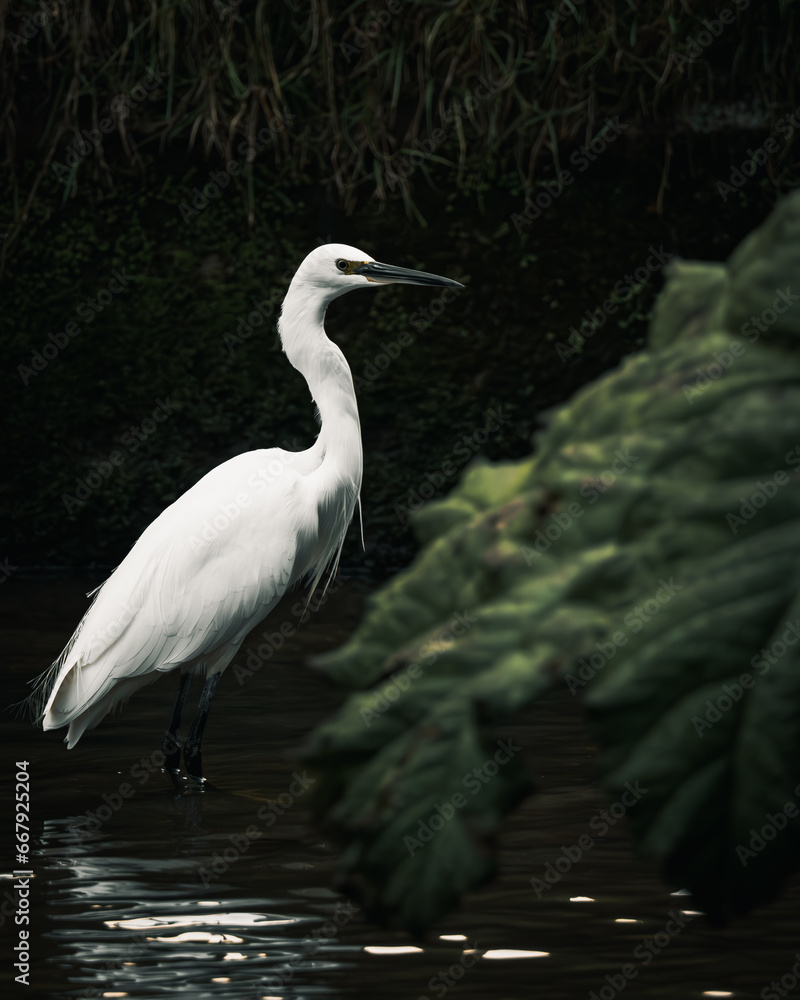 Obraz premium Little Egret portrait