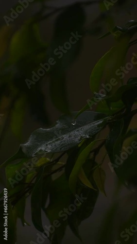 close up vertical video of leaves of a tree on a rainy day, with drops on the leaves