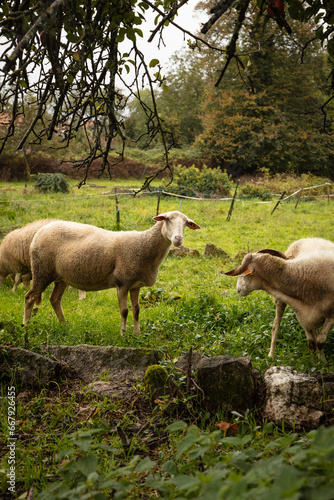 Sheep in a meadow on green grass in autumn. Portrait of sheep. Herd of sheep grazing © Pedro