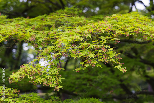 Detailed view of a maple tree with branches, leaves and flowers
