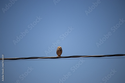 Coruja buraqueira. The burrowing owl is a strigiform bird in the Strigidae family. photo