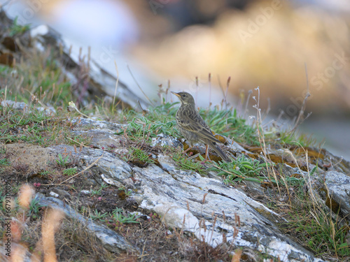 Ein Strandpieper Anthus petrosus sucht zwischen der kargen Vegetation auf den Küstenfelsen von Falmouth Cornwall England nach Nahrung photo