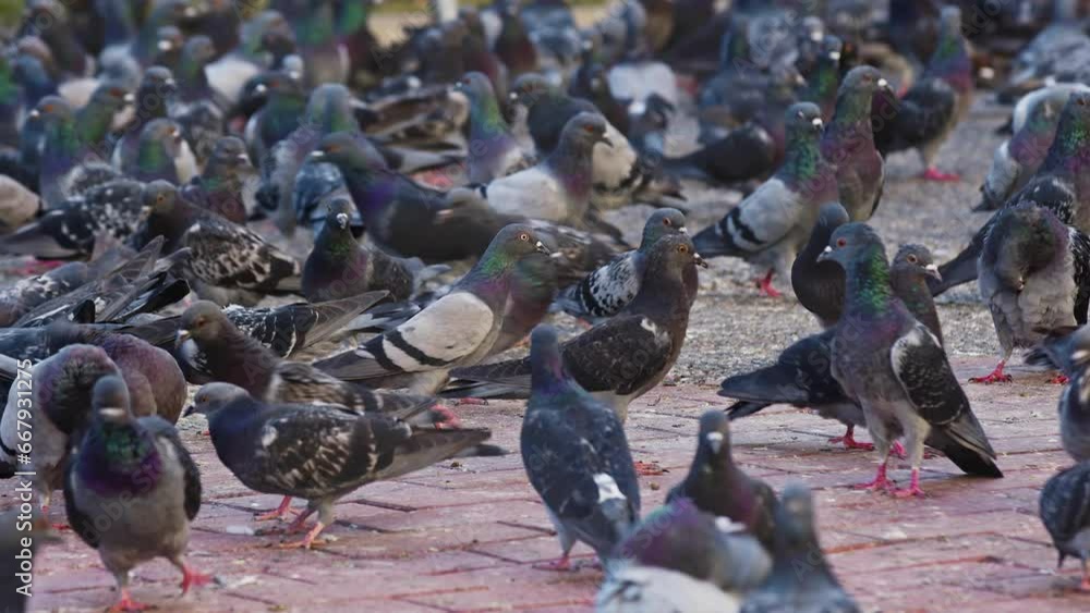 Many Wild Pigeons Bird Eating Searching Bread on Concrete Floor Footage. Many Wild Pigeons Bird Eating Searching Bread on Concrete Floor Footage.