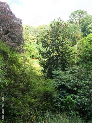 Ein Baum einer chilenischen Araukarie Araucaria araucana inmitten tropischer Vegetation in Trebah Garden  Cornwall  England