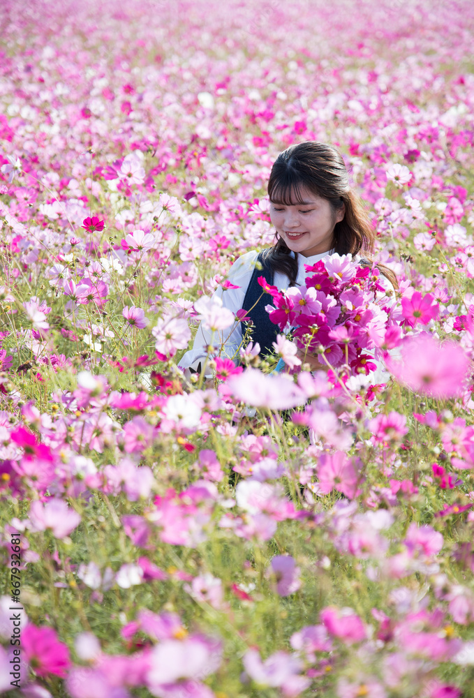 コスモス畑で秋桜を摘む女性 コスモス畑で秋桜を摘む女性