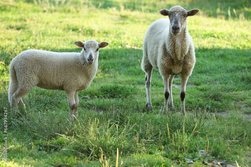 Fototapeta premium Beautiful sheep and lamb on green pasture. Farm animal