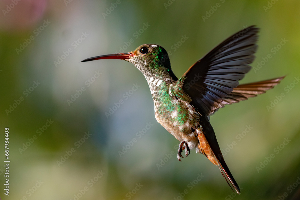 Fototapeta premium Amazilia candida