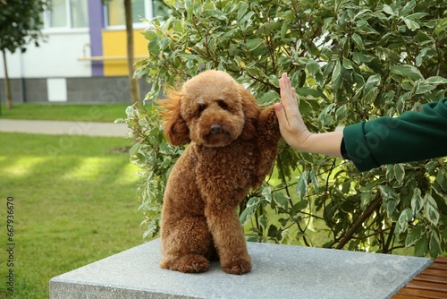 Cute Maltipoo dog giving high five to woman outdoors, closeup