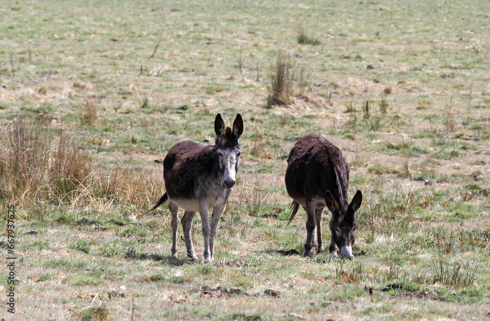 Donkeys horses eating grass in a field Donkeys horses eating grass in a field