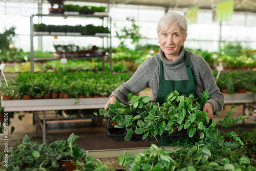 Positive senior woman in apron carrying box with plants in floral shop, smiling and looking at camera.