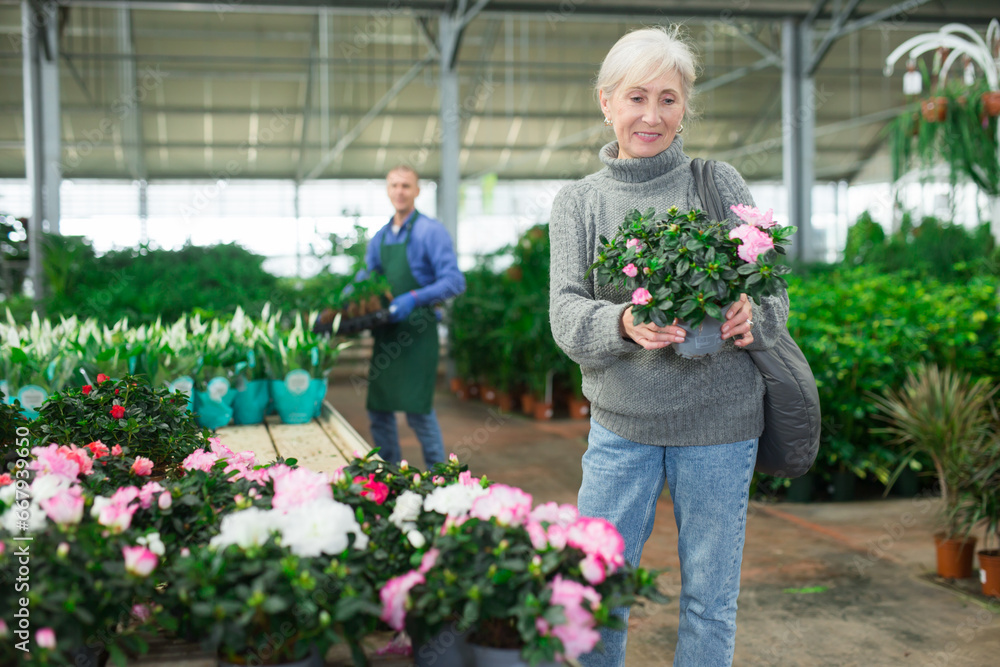 Positive senior woman choosing potted ornamental home plants with interest in shop, holding pot of fresh blooming pink azalea..