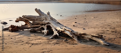 Tree remains on sand Seashore snag Old wood destroyed by time Debris near reservoir © 2rogan