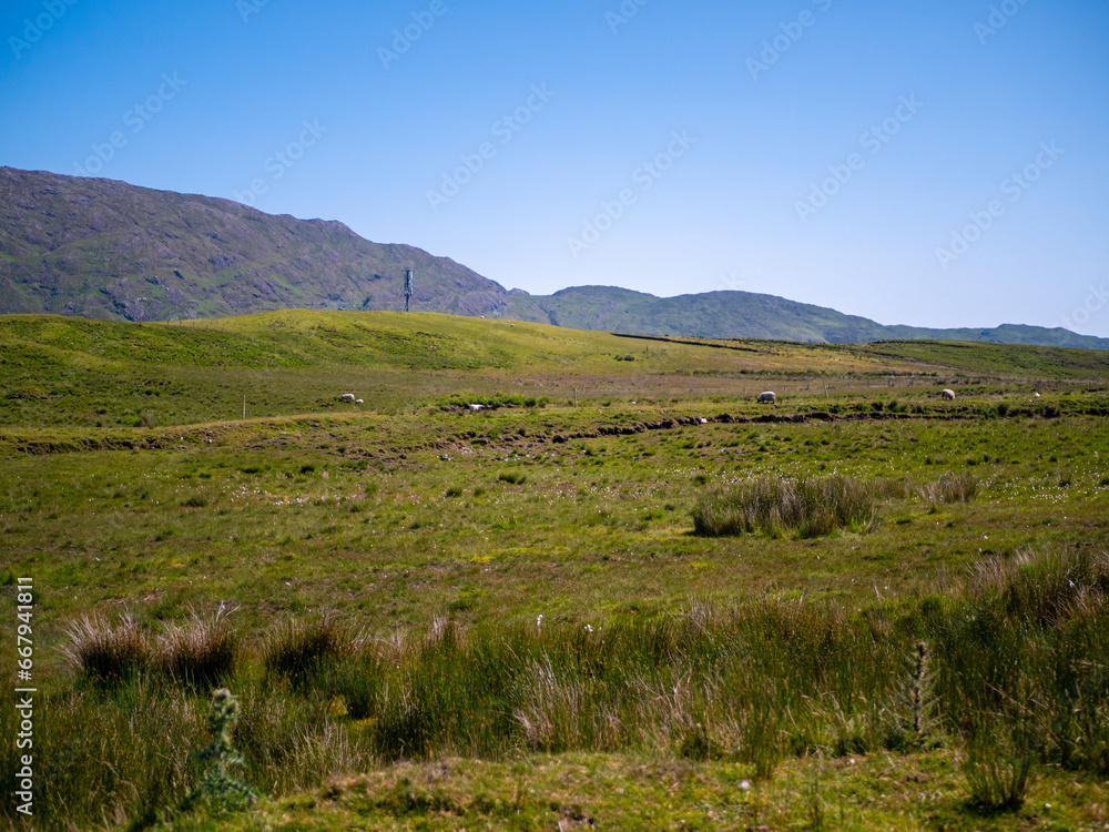 Connemara landscape (Ireland), sheep in background, shot in 2023.