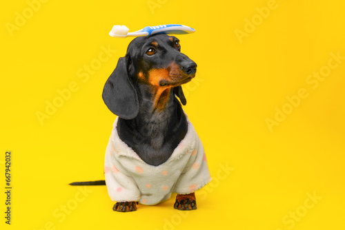 Tricks of dog dachshund puppy holding tooth brush on his head, morning brushing his teeth. Advertisement for pediatric puppy dentistry, care, hygiene, care and grooming pet.
