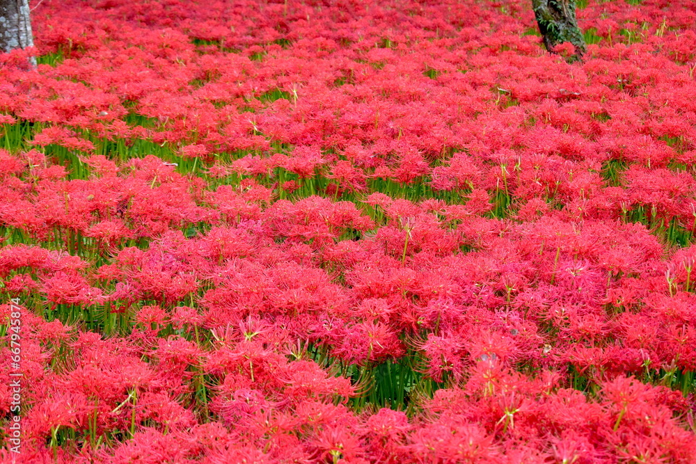 彼岸花 ヒガンバナ リコリス 曼珠沙華 岡山 真庭市川東公園 彼岸花 ヒガンバナ リコリス 曼珠沙華 岡山 真庭市川東公園