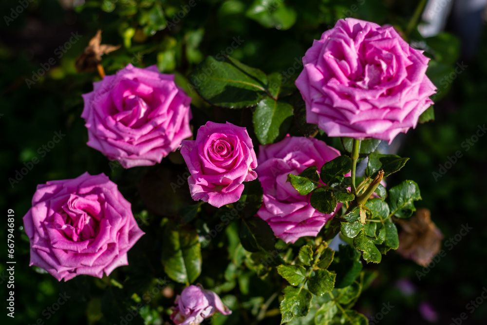 Rose. Flowers. A beautiful rose bloomed in the garden. Rose. Flowers. A beautiful rose bloomed in the garden.
