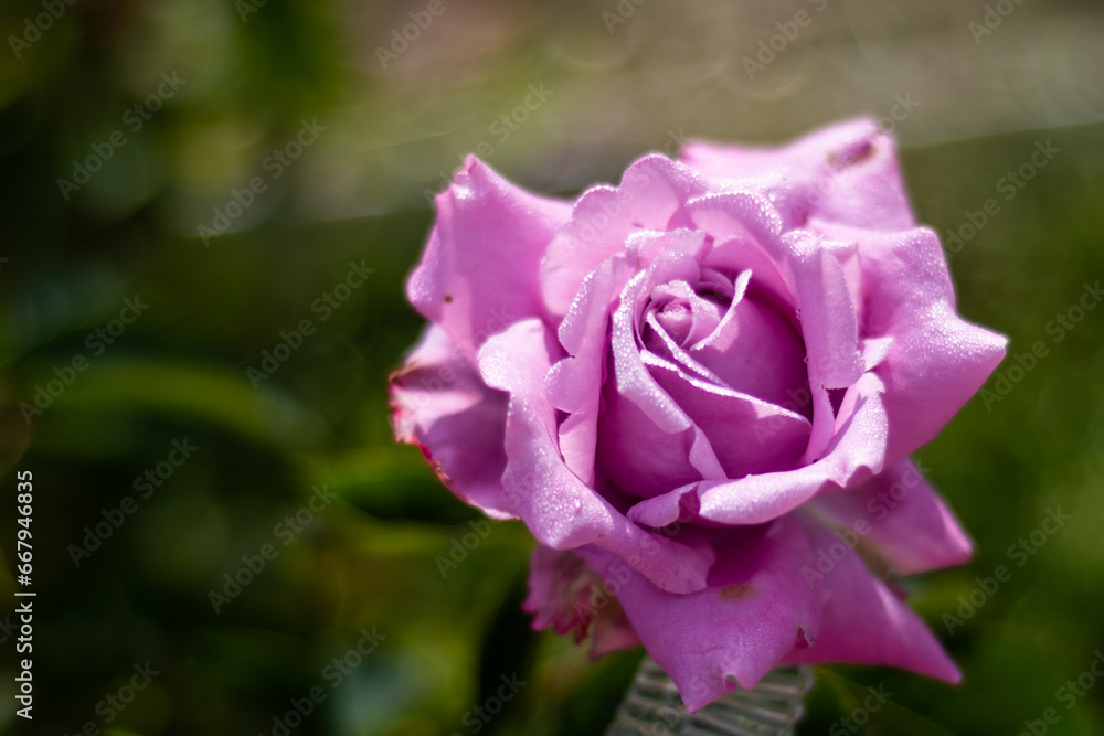 Rose. Flowers. A beautiful rose bloomed in the garden. Rose. Flowers. A beautiful rose bloomed in the garden.