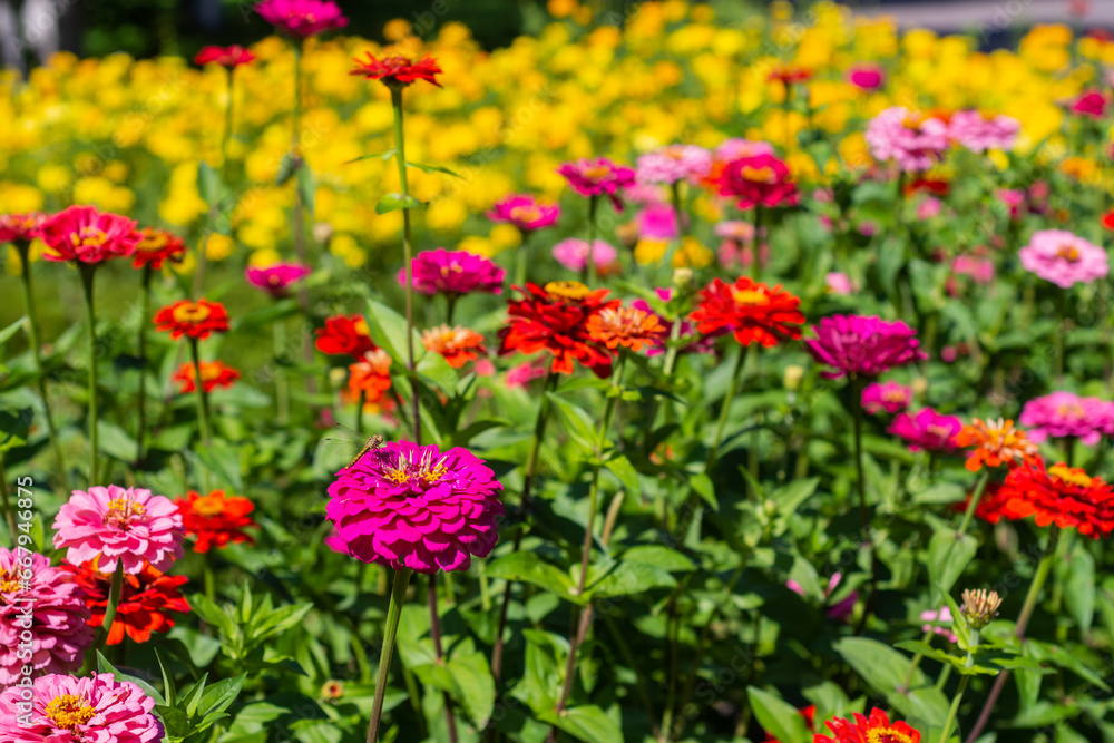 Flowers. Beautiful bright dahlias bloom in summer on a flower bed.