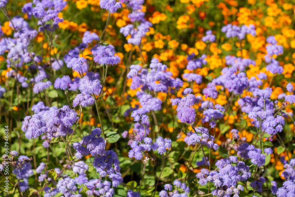 Ageratum. Flowers. Beautiful fluffy bright ageratum flowers bloom in a flower bed. Ageratum. Flowers. Beautiful fluffy bright ageratum flowers bloom in a flower bed.