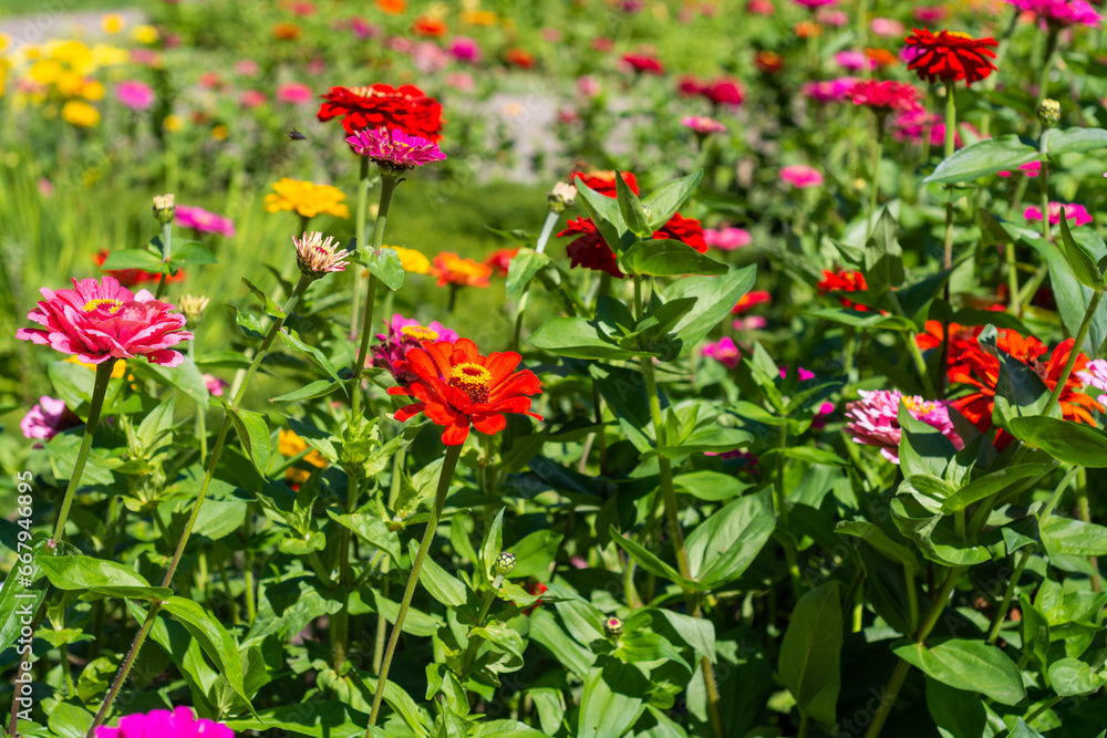 Beautiful bright red daisies are blooming in a flower bed. 