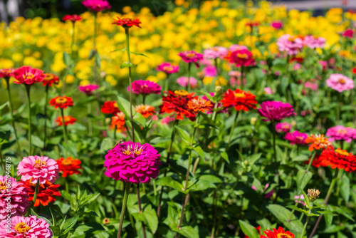 Flowers. Beautiful bright dahlias bloom in summer on a flower bed.