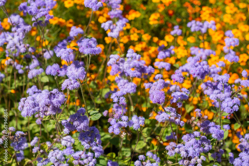 Ageratum. Flowers. Beautiful fluffy bright ageratum flowers bloom in a flower bed. 