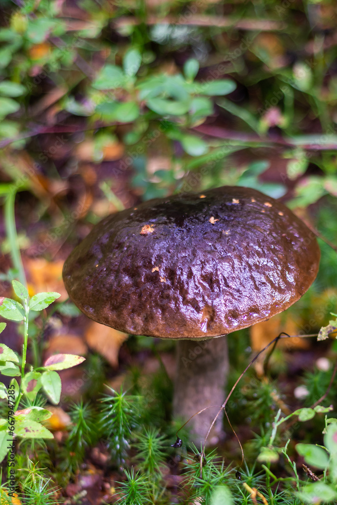 Podosinovik. Edible mushrooms grew in the forest during the warm season. Podosinovik. Edible mushrooms grew in the forest during the warm season.