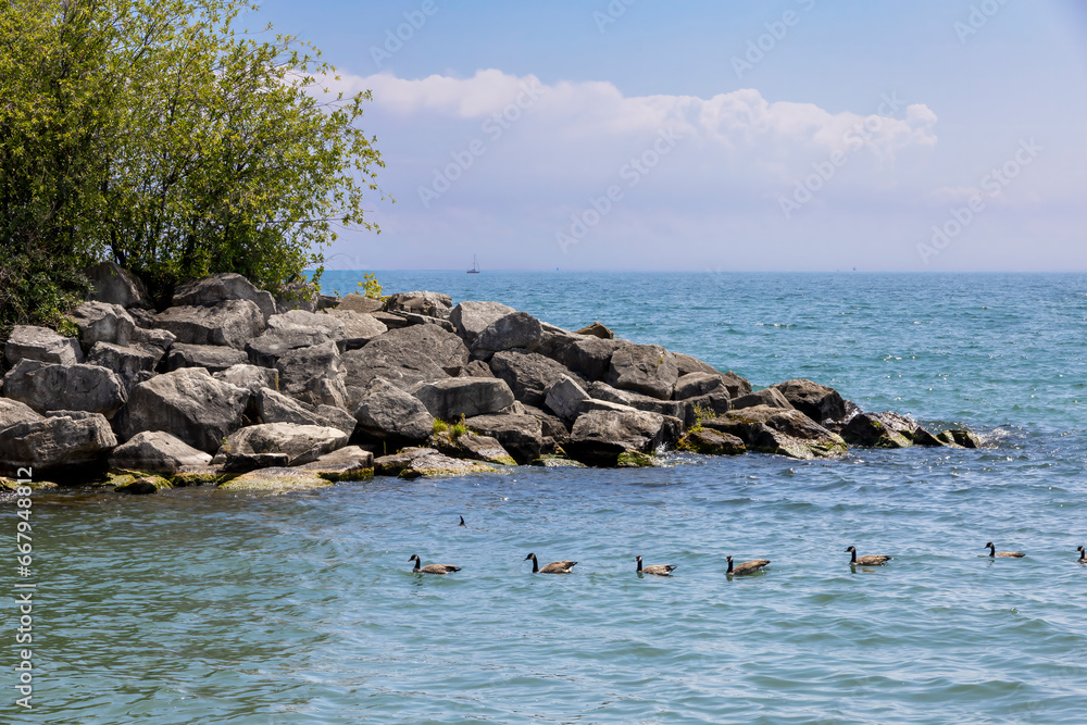 A group of ducks swims in a line in Lake Ontario at Bluffer's Park in Scarborough on a bright sunny day.