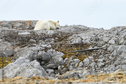 Polar bear laying down and resting on a rocky peak of Sore Russoya, Nordauslandet, Murchison Fjord, Hinlopen Straight, arctic expedition tourism around Svalbard 