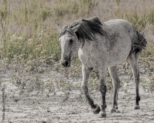 wild horses in north dakota