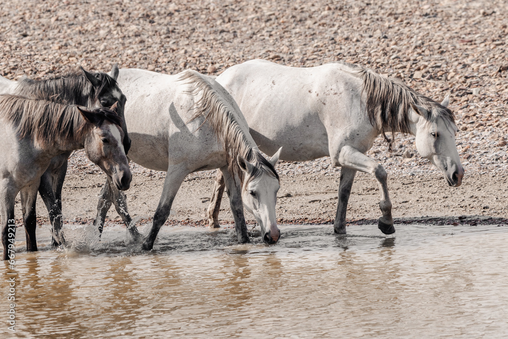 Fototapeta premium wild horses in north dakota