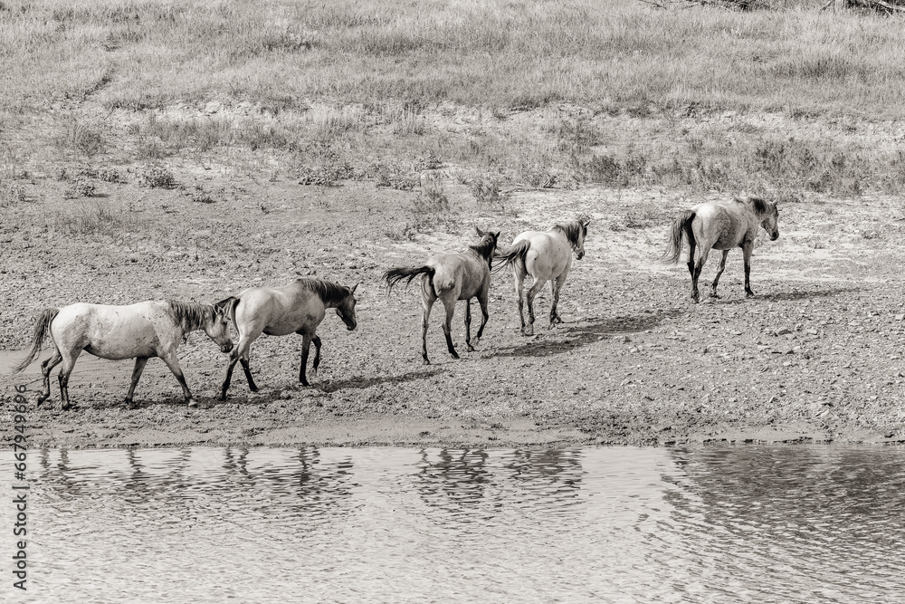 Obraz premium wild horses in north dakota